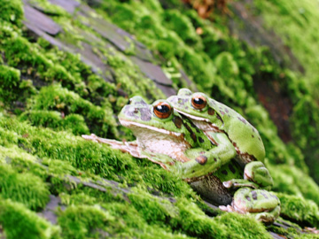 モリアオガエル